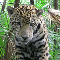 Belize Tours